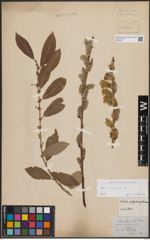 Foto von Salix cinerea L.